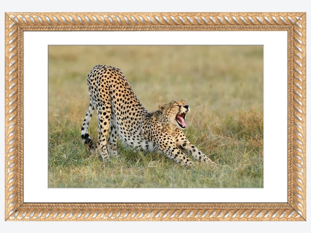 Alexa Starr 6865-EP-Grey Animal Print Cheetah Lucite Cutout Drop