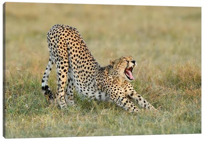 Steaching Cheetah Canvas Art Print - Cheetah Art