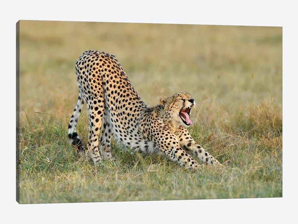 Steaching Cheetah by Elmar Weiss 1-piece Canvas Print
