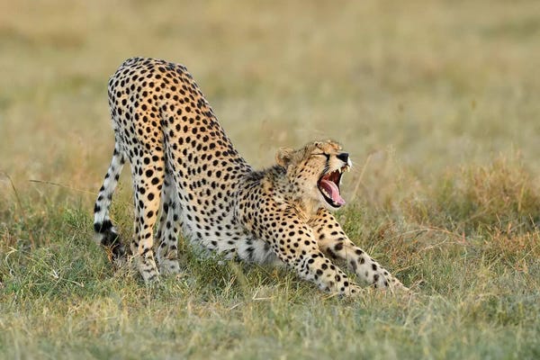 Elmar Weiss: Steaching Cheetah by Elmar Weiss