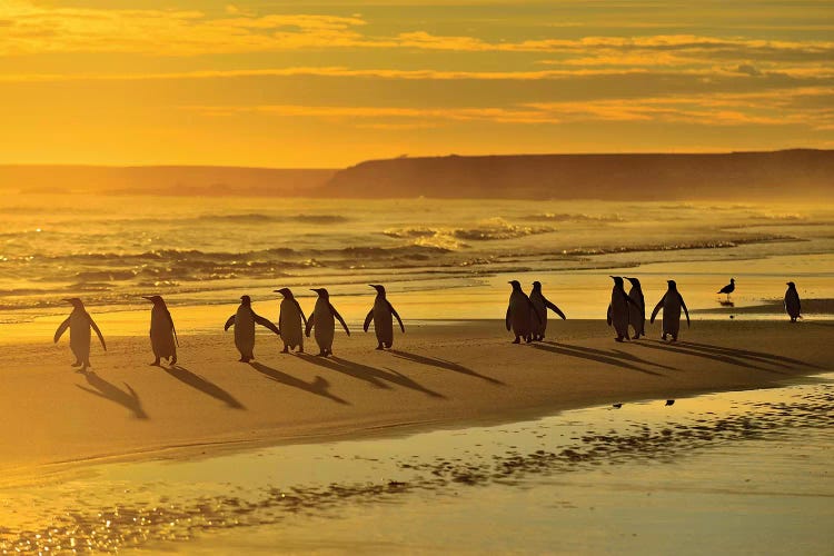 Sunrise Penguins