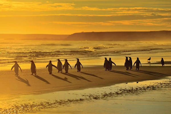 Elmar Weiss: Sunrise Penguins by Elmar Weiss