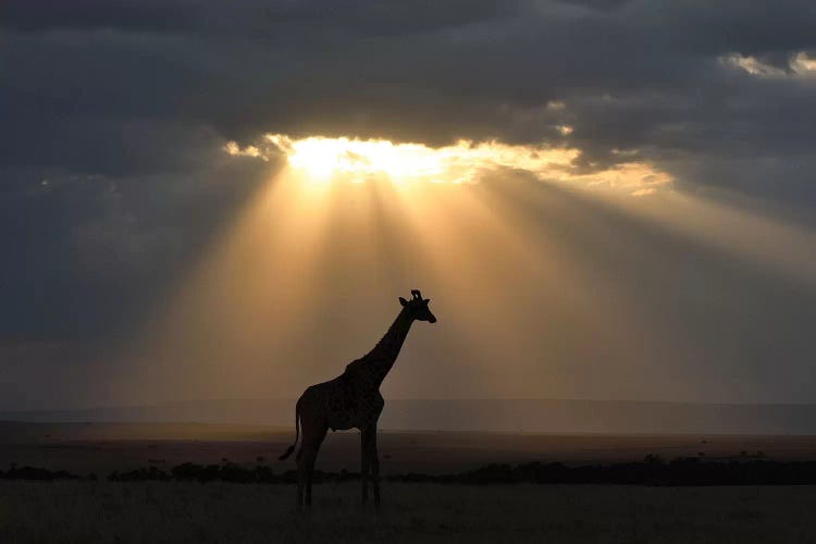 Sunset With Giraffe