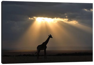 Sunset With Giraffe Canvas Art Print - Giraffe Art