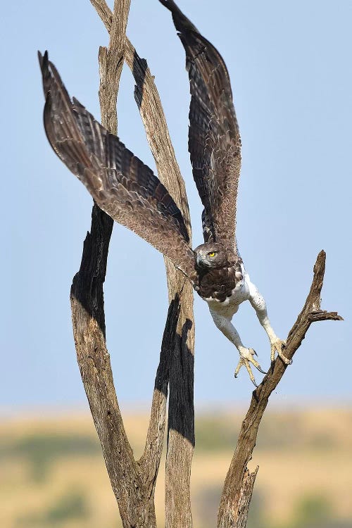 Take-Off by Elmar Weiss wall art