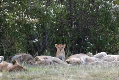The Guard by Elmar Weiss framed canvas print