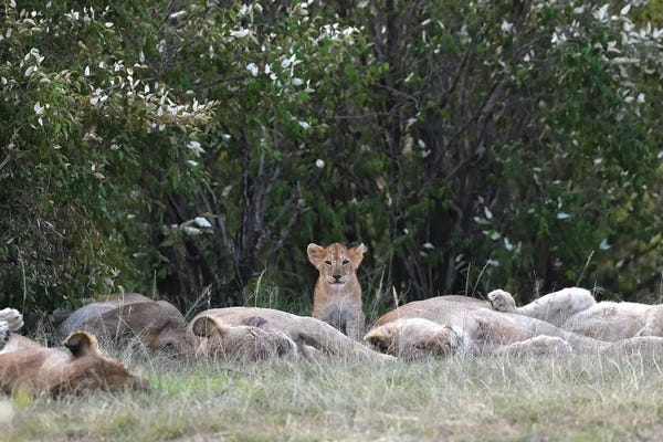 Elmar Weiss: The Guard by Elmar Weiss
