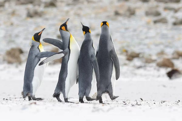 Elmar Weiss: The Jokester by Elmar Weiss