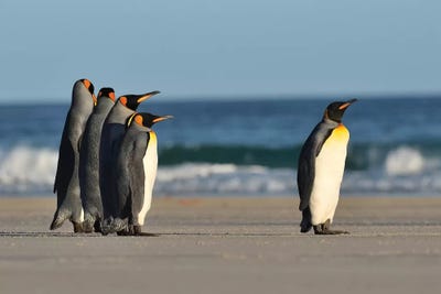 The Leader by Elmar Weiss framed canvas print