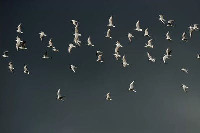 The Swarm by Elmar Weiss framed canvas print
