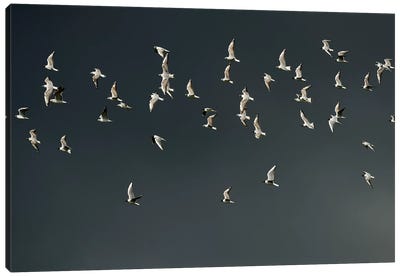 The Swarm Canvas Art Print - Elmar Weiss