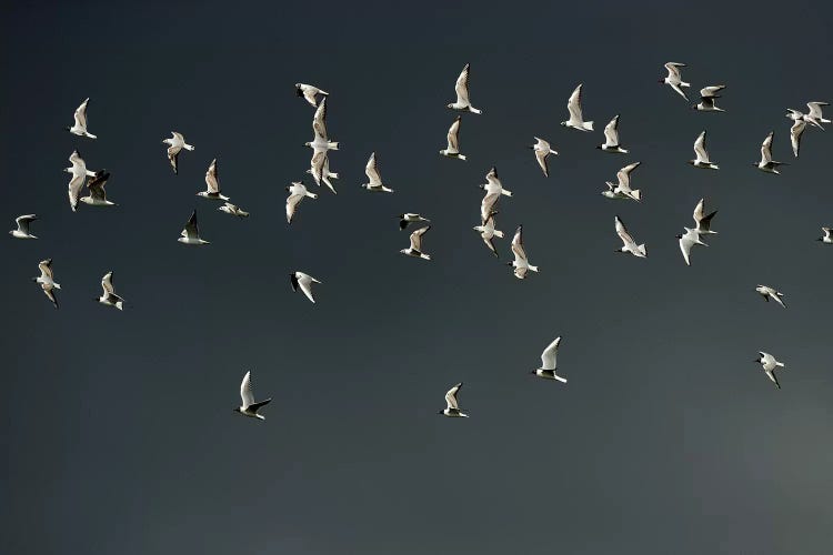 The Swarm by Elmar Weiss wall art