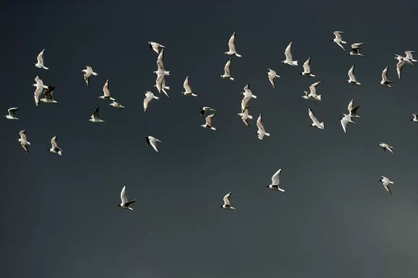 Elmar Weiss: The Swarm by Elmar Weiss