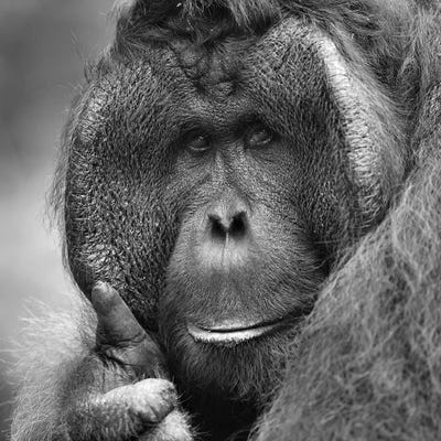 Thumbs Up! by Elmar Weiss framed wall art