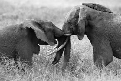 Trail Of Strength by Elmar Weiss framed canvas print