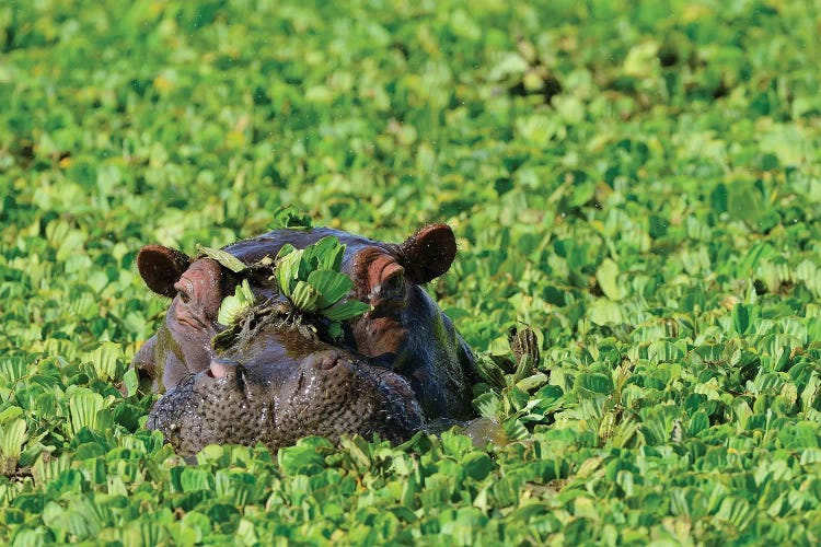 Undercover Hippo by Elmar Weiss wall art
