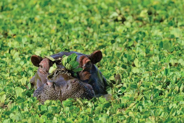 Hippopotamuses: Undercover Hippo by Elmar Weiss