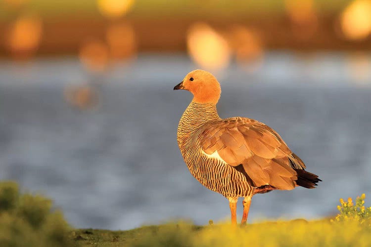 Upland Goose