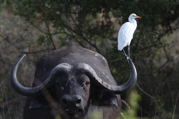 Photogenic Animals: Best Landing Place by Elmar Weiss