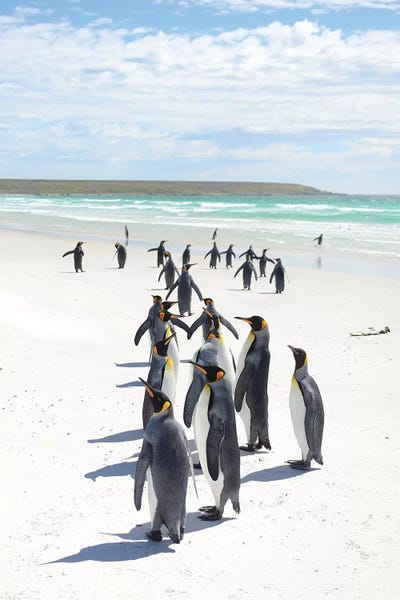 Penguins: Volunteer Beach by Elmar Weiss