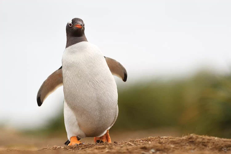 Waddle