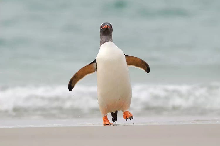 Waddling Gentoo Penguin