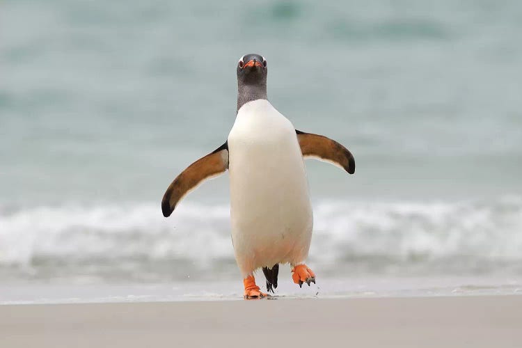 Waddling Gentoo Penguin by Elmar Weiss wall art