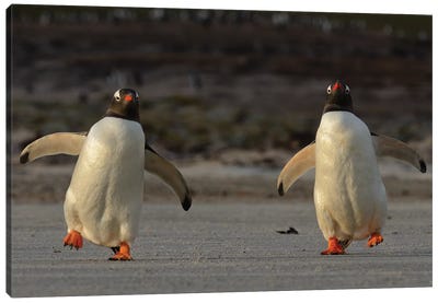 Waddling Gentoo Penguins Canvas Art Print - Elmar Weiss