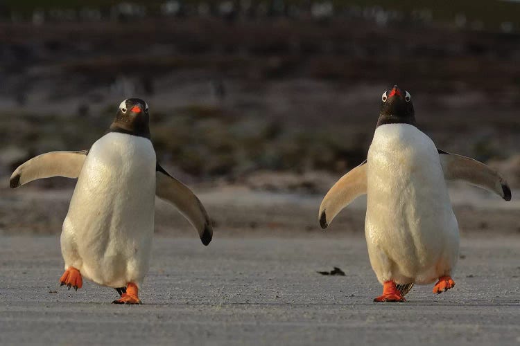 Waddling Gentoo Penguins