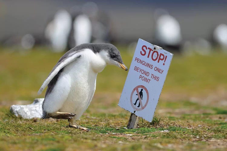 Walk Ahead Little Penguin