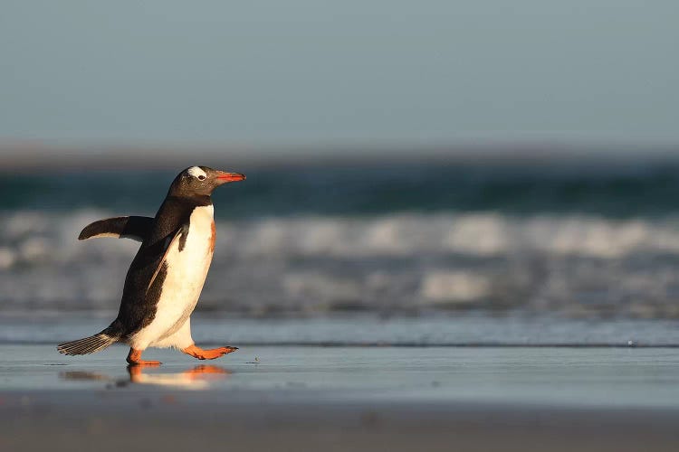 Walking Gentoo Penguin