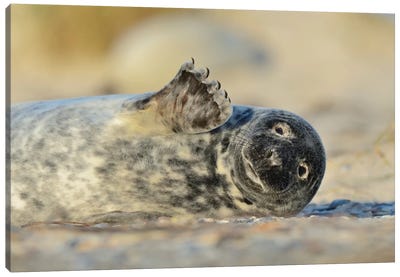 Waving Grey Seal Canvas Art Print - Photogenic Animals