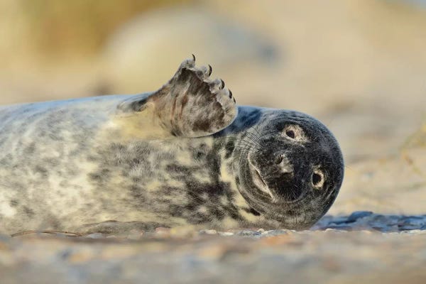 Elmar Weiss: Waving Grey Seal by Elmar Weiss