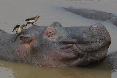 Wellness by Elmar Weiss art print