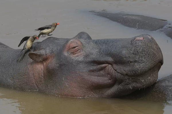 Photogenic Animals: Wellness by Elmar Weiss