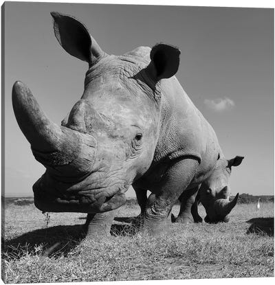 White Rhino Canvas Art Print - Rhinoceros Art