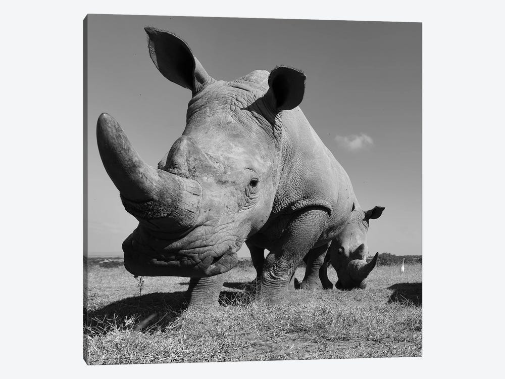 White Rhino by Elmar Weiss 1-piece Art Print