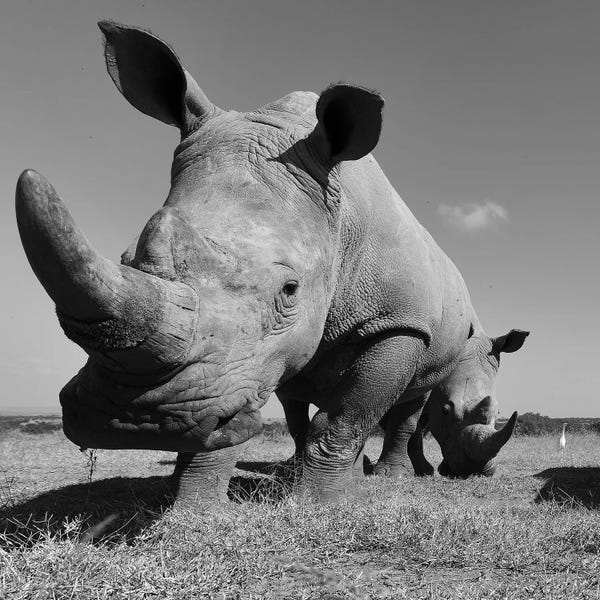 Rhinoceroses: White Rhino by Elmar Weiss