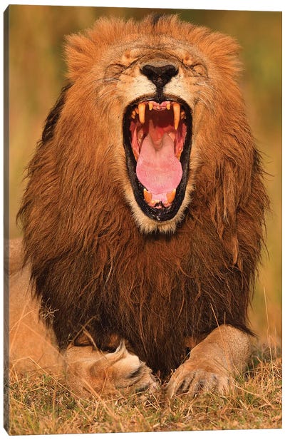 Yawning Lion Canvas Art Print - Elmar Weiss