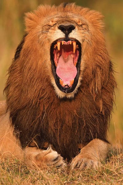 Elmar Weiss: Yawning Lion by Elmar Weiss