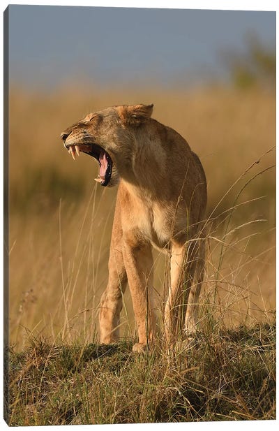 Yawning Lioness Canvas Art Print - Elmar Weiss