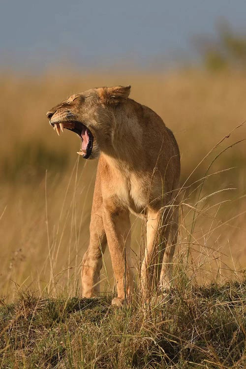 Yawning Lioness