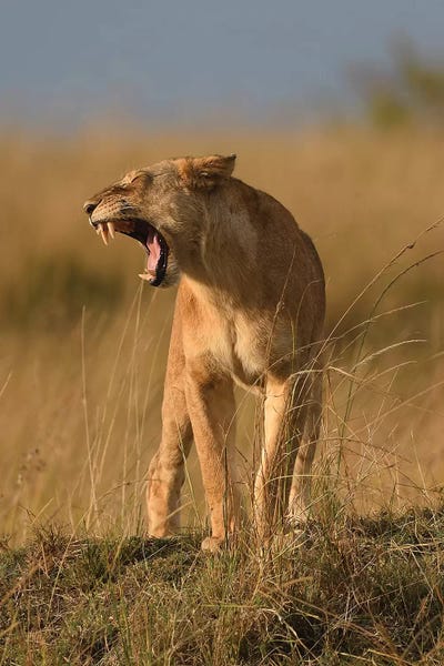 Elmar Weiss: Yawning Lioness by Elmar Weiss