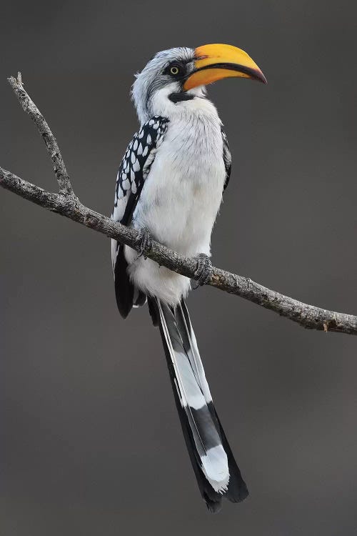 Yellow-Billed Hornbill