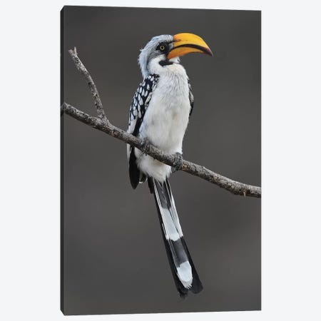 Yellow-Billed Hornbill Canvas Print #ELM163} by Elmar Weiss Canvas Print