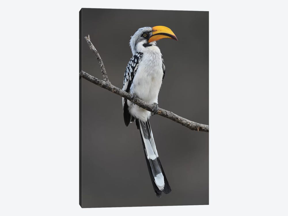 Yellow-Billed Hornbill by Elmar Weiss 1-piece Canvas Artwork