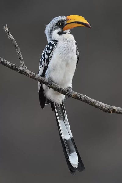 Elmar Weiss: Yellow-Billed Hornbill by Elmar Weiss