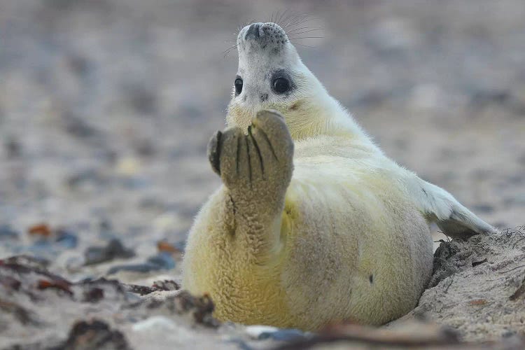 Yoga Seal by Elmar Weiss wall art