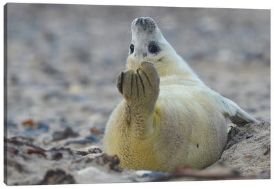 Yoga Seal Canvas Art Print - Photogenic Animals