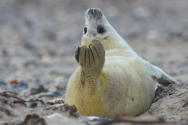 Photogenic Animals: Yoga Seal by Elmar Weiss